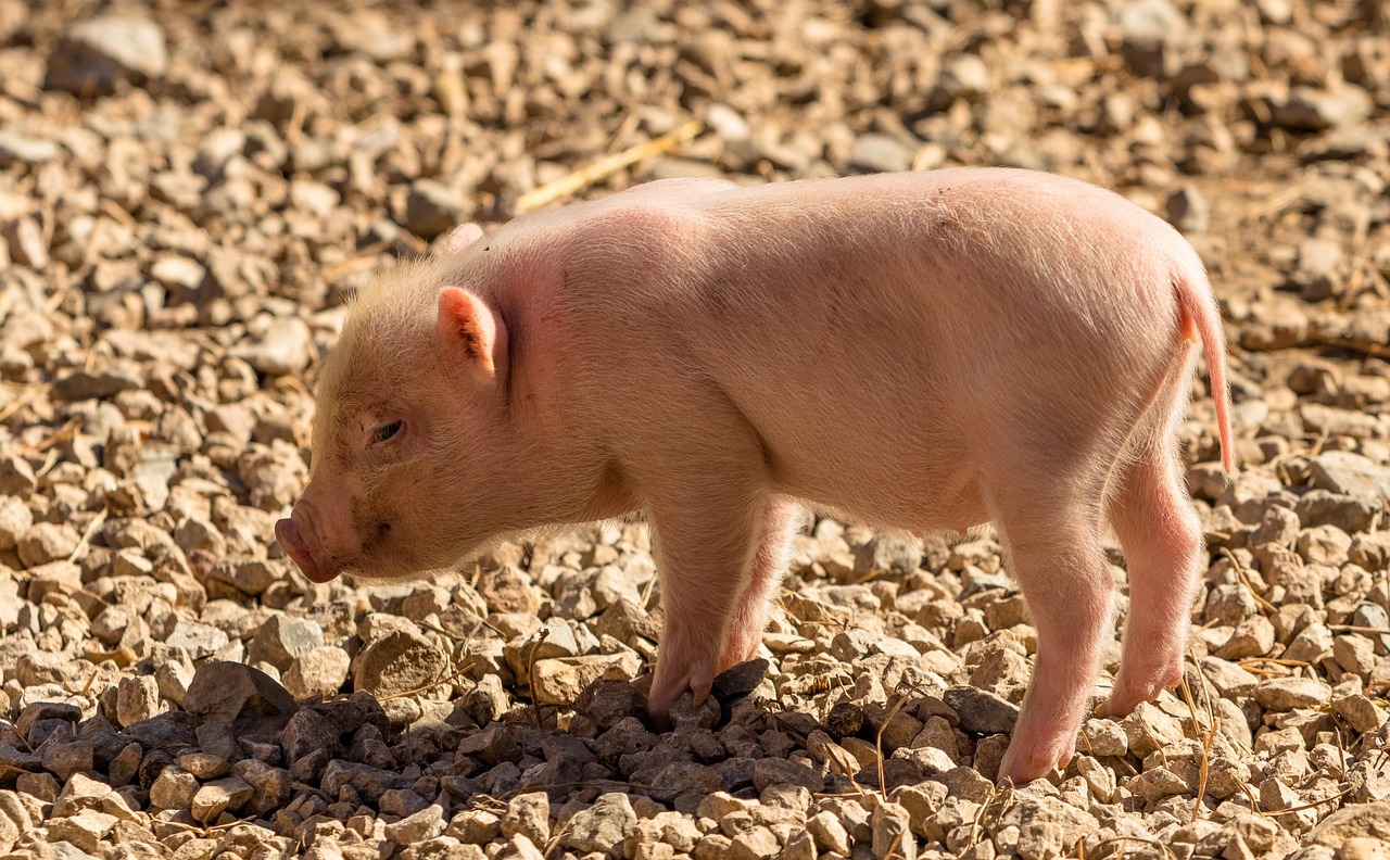 A piglet sniffing the ground, Image by Herbert Aust from Pixabay