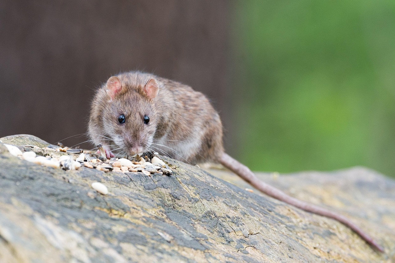 A Rat on a rock, Image by Wolfgang Vogt from Pixabay.